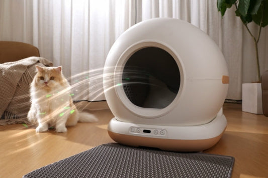 How to reduce litter smell in small apartment